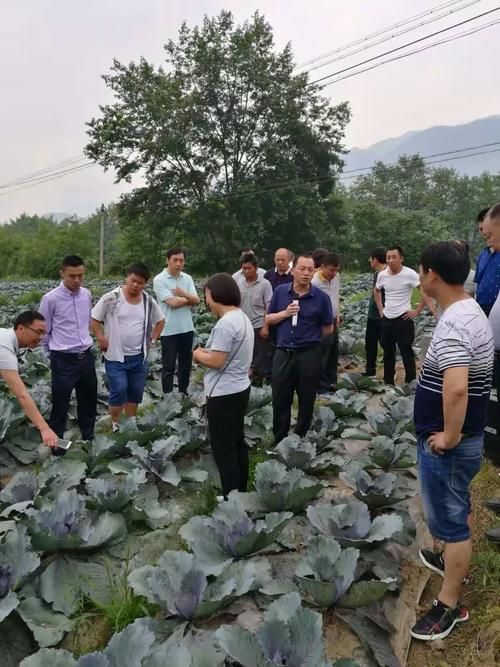田间开课传技能 科技助农促振兴——姚雪琴研究员为学员详解西兰花种植技术要点，农牧局局长骆科生深入培训一线指导