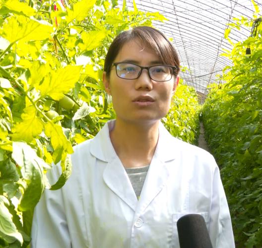 农机农艺深度融合 赤峰市农牧科学研究所蔬菜研究中心的技术创新之路